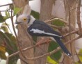 /album/photogallery/white-helmet-shrike4-jpg/